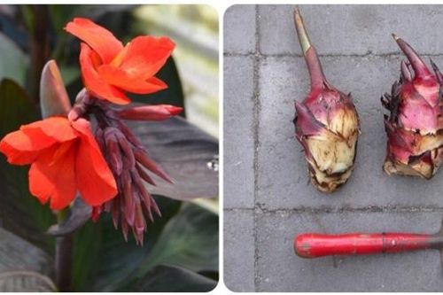 Tác dụng của củ dong riềng