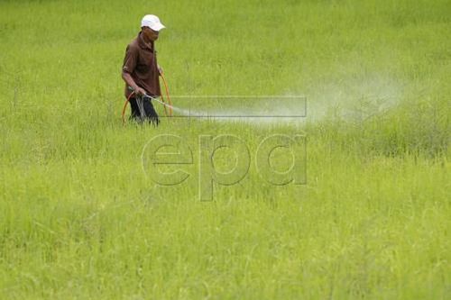 Vì sao Thái Lan khuyến cáo nông dân giảm diện tích trồng lúa?