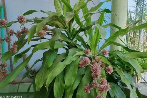 5 loại cây cực hiếm ra hoa, mỗi khi ra hoa chính là 'điềm báo'