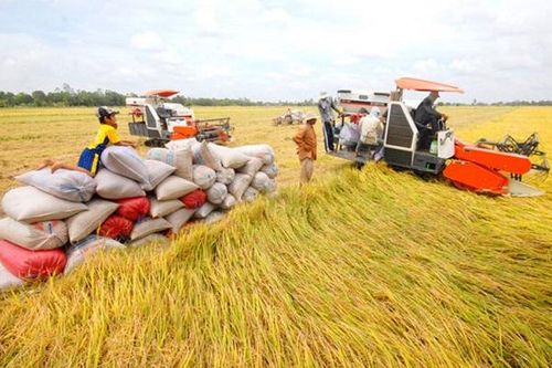 Khuyến nghị doanh nghiệp không mua gom ồ ạt lúa gạo gây bất ổn thị trường