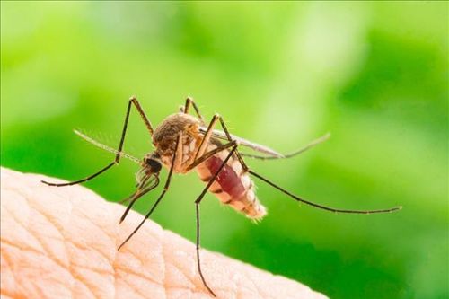 11 cách đuổi muỗi hiệu quả vào mùa mưa