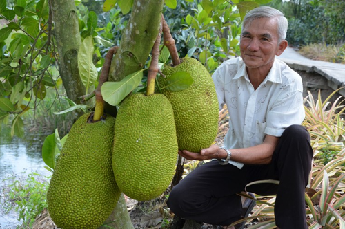 Giá mít Thái hôm nay 4/8: Khan hàng, giá tăng nhanh