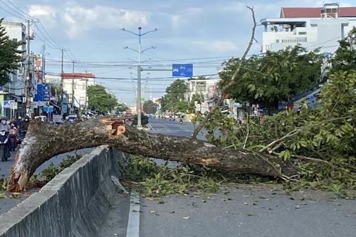 Một nhánh cây Dầu Đôi gãy rơi xuống đường