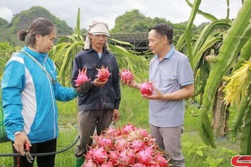 Hình thành các vùng nông nghiệp ứng dụng công nghệ cao