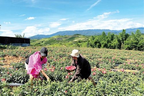 Hỗ trợ đảm bảo quyền lợi cho người trồng sâm
