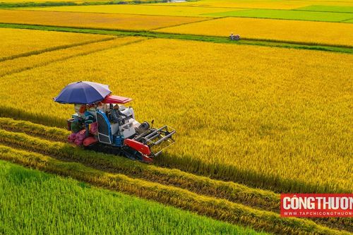 Vì sao giá gạo xuất khẩu lên cao kỷ lục, lợi nhuận của Gạo Trung An (TAR) vẫn giảm 99%?