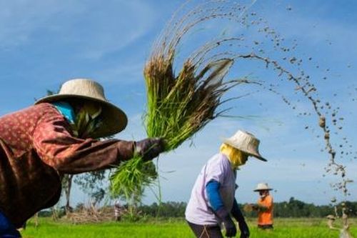 Nguồn cung gạo trở nên bấp bênh khi Thái Lan muốn giảm trồng lúa