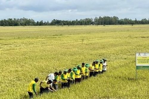 Phân bón Phú Mỹ và Phân bón Cà Mau xin được chịu thuế VAT