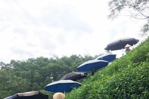 Phú Lương đẩy mạnh phát triển HTX giúp xóa đói giảm nghèo