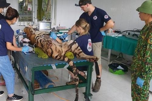 Di dời 7 cá thể hổ về khu chuồng mới ở Phong Nha Kẻ Bàng