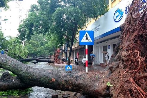 Hà Nội: Đề phòng cây đổ, chập cháy điện do mưa bão