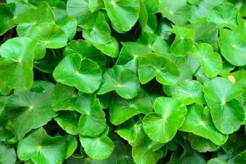 Loại rau mọc dại ven đường, là 'phương thuốc quý' cho sức khỏe ít người biết