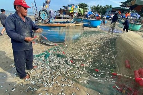 Ngư dân Bà Rịa - Vũng Tàu được mùa cá trích