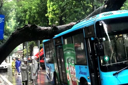Hà Nội: Cây cổ thụ bất ngờ bật gốc, đè trúng xe buýt đang di chuyển
