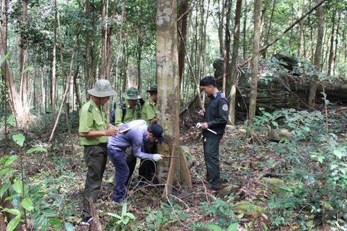 Phú Quốc: Quyết liệt triệt phá lâm tặc