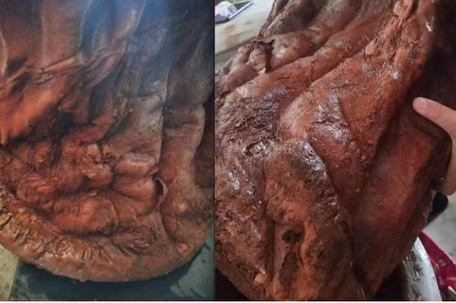 Mang khúc gỗ đỏ về nhà, ai ngờ là 'báu vật' Trời ban