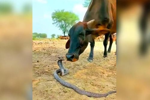 Video bò và rắn độc chơi với nhau khiến hàng nghìn người tò mò