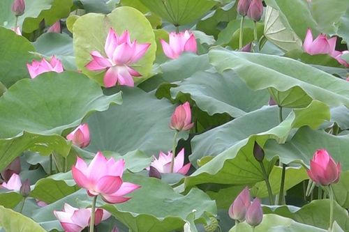 Mỹ Đức (Hà Nội) phát triển du lịch sinh thái