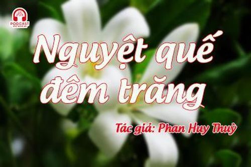 Tản văn hay: Nguyệt quế đêm trăng