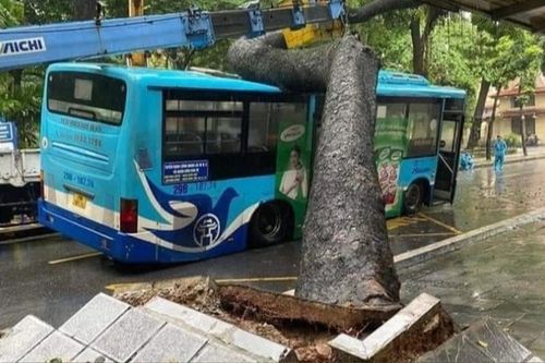 Cây cổ thụ bất ngờ bật gốc đè trúng xe buýt đang chạy giữa phố Hà Nội
