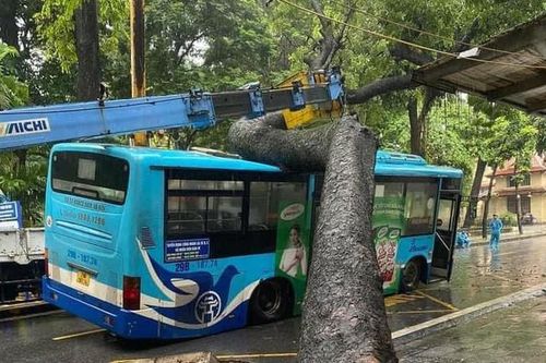 Hà Nội: Cây xà cừ bật gốc trong ngày mưa đè trúng xe buýt