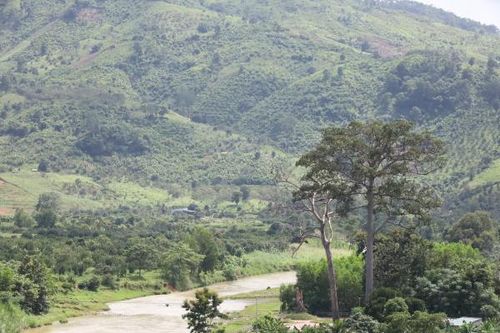 Khánh Sơn: Một cây dầu rái di sản bị chết