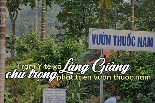 Chú trọng phát triển vườn thuốc nam
