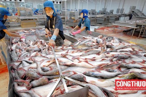 Thủy sản Vĩnh Hoàn (VHC): Hàng tồn kho lên gần 4.000 tỷ, kỳ vọng lợi nhuận tăng trở lại từ quý 4/2023