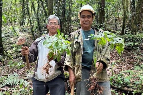 Nông dân miền núi Nam Trà My thoát nghèo từ loại cây 'quốc bảo'