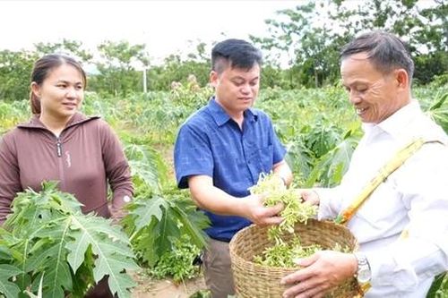 Trồng dược liệu - mô hình giảm nghèo ở Lang Chánh