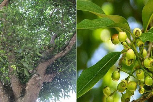 Có nên trồng cây vối trước cửa nhà?