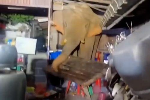 Voi rừng xông vào bếp lục lọi tìm thức ăn