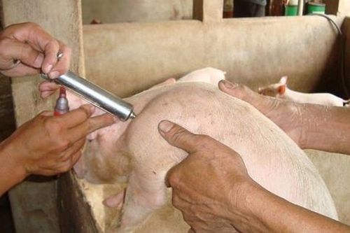Quy định về sử dụng kháng sinh trong chăn nuôi động vật trên cạn
