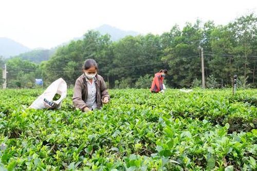 Quản lý an toàn thực phẩm: Kiểm soát từ vùng sản xuất tập trung