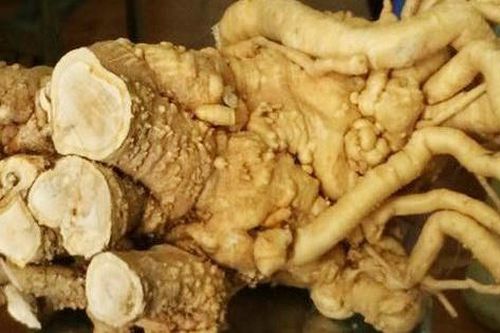 Chữa đau lưng bằng rễ đinh lăng cần lưu ý gì?