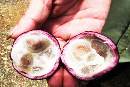 Độc tính của quả Hồng châu ở đâu mà nó có thể dẫn tới suy hô hấp, trụy tim mạch?