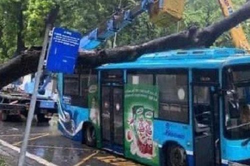 Cây xà cừ bật gốc trong ngày mưa đè trúng xe buýt