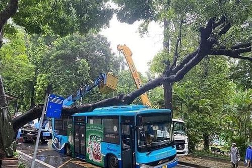 Vụ cây đổ trúng xe buýt: Trên xe lúc đó không có hành khách