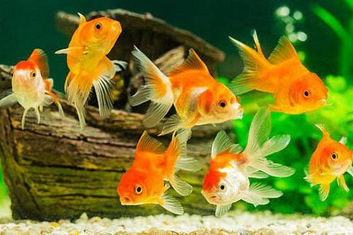 Ngẫm ngợi cuối tuần: Lửng lơ con cá vàng