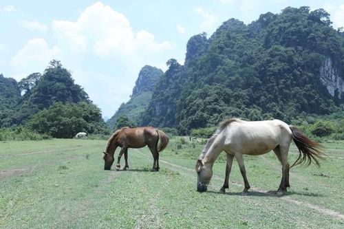 Khám phá thảo nguyên Đồng Lâm xứ Lạng- một 'Mông Cổ thu nhỏ'