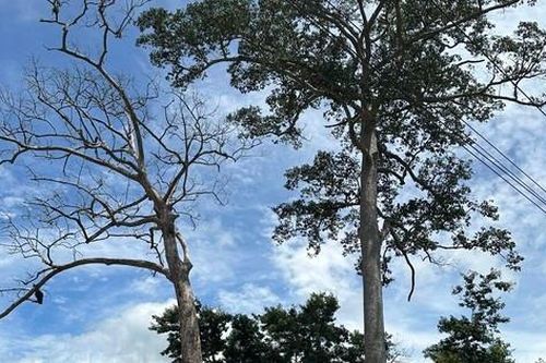 Cây di sản hàng trăm tuổi ở Khánh Hòa bất ngờ bị chết