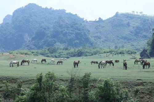 Hấp dẫn thảo nguyên Đồng Lâm Xứ Lạng