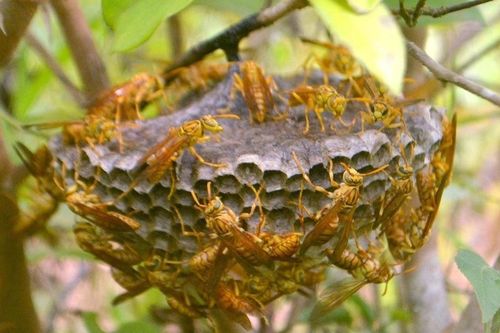 Ngồi im bên vũng nước rình ong vàng, hốt bạc nhờ săn 'lộc trời'