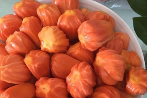 Mít thơm lừng mùi sầu riêng, mít 'khủng' 40 kg/quả ở Việt Nam