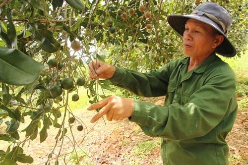 Gia Lai hướng tới trở thành 'thủ phủ' macca trong tương lai