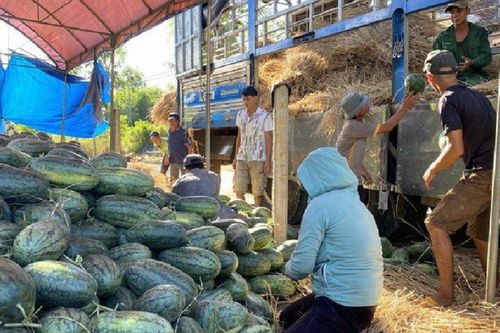 Bình Định: Dưa hấu vừa mất mùa vừa mất giá, nông dân 'khóc ròng'