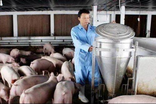 Mảng kinh doanh chính gặp khó, một số DN chăn nuôi tăng lãi nhờ BĐS, mua bán tài sản
