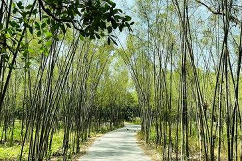 Mùa măng tầm vông xứ núi
