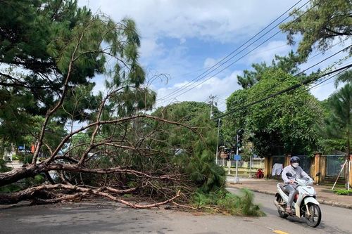 Pleiku: 1 cây thông trên đường Trần Hưng Đạo ngã bật gốc