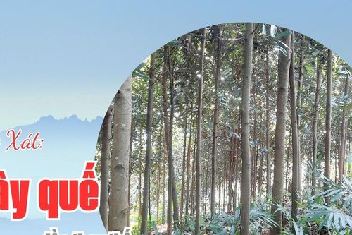 Bát Xát: Cây quế dần thay thế cây sa nhân